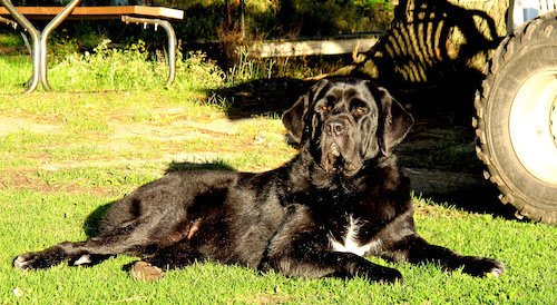 A shiny-coated, x-large breed black dog with a white spot on her chest, a big head and a thick body laying down in grass next to a tractor